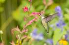 Ruby-throated hummingbird Art Print